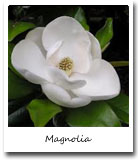 Louisiana State Flower, Magnolia