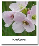 Massachusetts State Flower, Mayflower