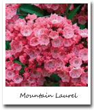 Connecticut State Flower, Mountain Laurel