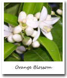 Florida State Flower, Orange Blossom