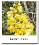 Oregon State Flower, Oregon grape