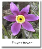 South Dakota State Flower, Pasque flower