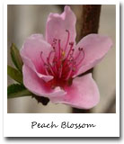 Delaware State Flower, Peach Blossom