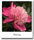 Indiana State Flower, Peony