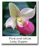 Minnesota State Flower, Pink and White Lady Slipper