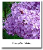 New Hampshire State Flower, Purple lilac