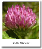Vermont State Flower, Red Clover