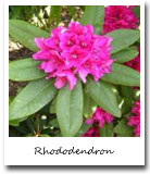 West Virginia State Flower, Rhododendron