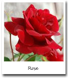 New York State Flower, Rose