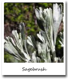 Nevada State Flower, Sagebrush