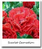 Ohio State Flower, Scarlet Carnation