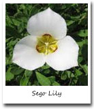 Utah State Flower, Sego Lily