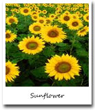Kansas State Flower, Sunflower