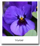 Illinois State Flower, Violet