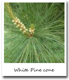 Maine State Flower, White Pine cone