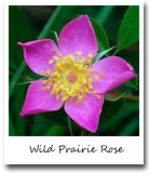 Iowa State Flower, Wild Prairie Rose