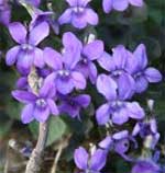 Wisconsin State Flower, Wood Violet