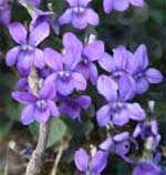 wood violet