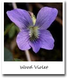 Wisconsin State Flower, Wood Violet