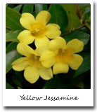 South Carolina State Flower, Yellow Jessamine