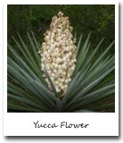New Mexico State Flower, Yucca Flower