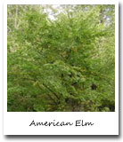Massachusetts State Tree, American Elm