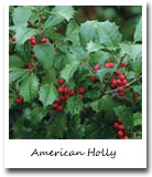 Delaware State Tree, American Holly