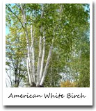 New Hampshire State Tree, American White Birch