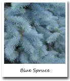 Utah State Tree, Blue Spruce