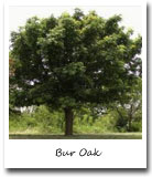 Iowa State Tree, Bur Oak
