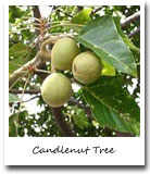 Hawaii State Tree, Candlenut Tree
