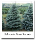 Colorado State Tree, Colorado Blue Spruce