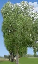 Wyoming State Tree, Cottonwood