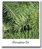 Oregon State Tree, Douglas-fir