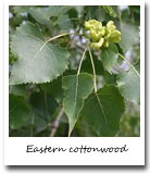 Kansas State Tree, Eastern cottonwood