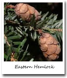 Pennsylvania State Tree, Eastern Hemlock