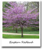 Oklahoma State Tree, Eastern Redbud