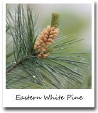 Maine State Tree, Eastern White Pine