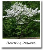 Missouri State Tree, Flowering Dogwood