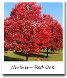 New Jersey State Tree, Northern Red Oak