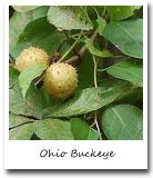 Ohio State Tree, Ohio Buckeye