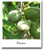 Texas State Tree, Pecan