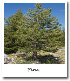 North Carolina State Tree, Pine