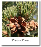 New Mexico State Tree, Pinon Pine
