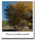 Wyoming State Tree, Plains Cottonwood