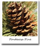 Montana State Tree, Ponderosa Pine