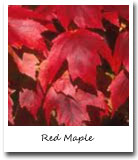 Rhode Island State Tree, Red Maple