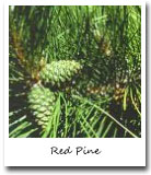 Minnesota State Tree, Red Pine