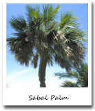 Florida State Tree, Sabal Palm