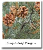 Nevada State Tree, Single-leaf Pinyon